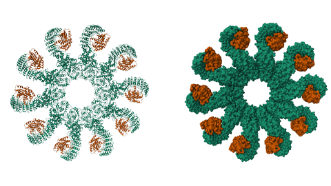 New clues reveal how cells respond to stress