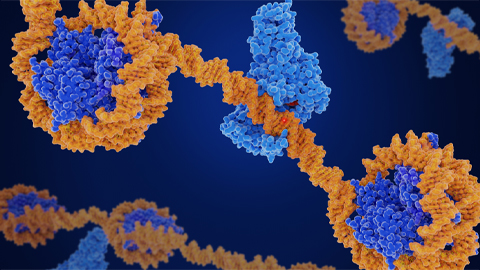 CRISPR epigenome editor offers potential gene therapies